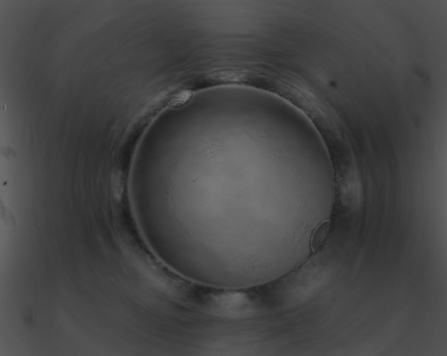 X0000090990374200708021528