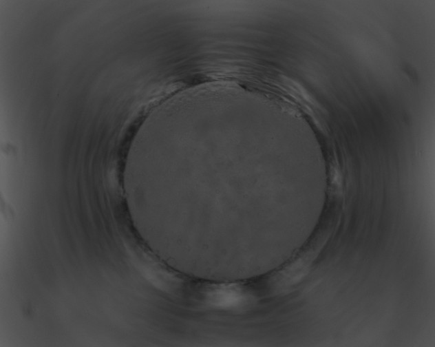 X0000090990377200708021528
