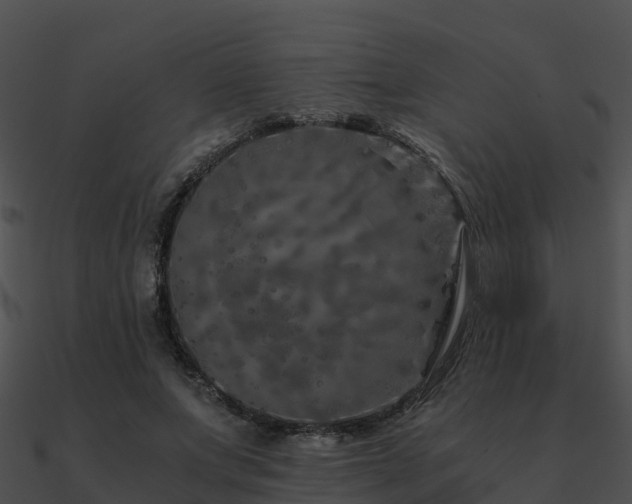 X0000090990687200708021522