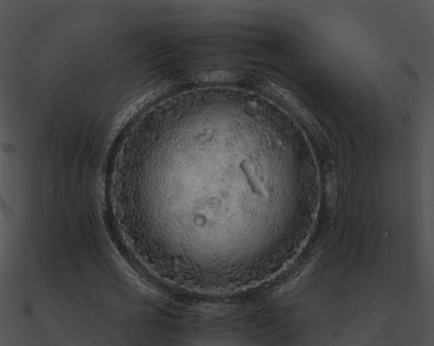 X0000090990725200708021521