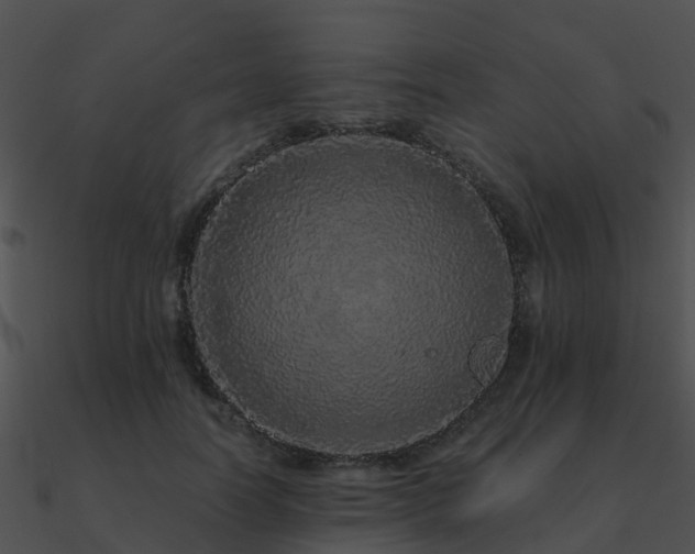 X0000090990746200708021521