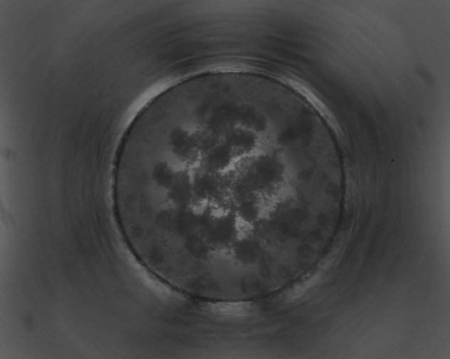 X0000090990853200708021520