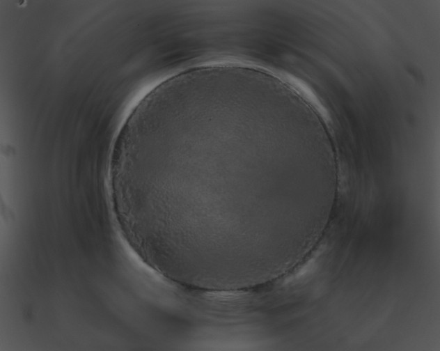 X0000090990863200708021520