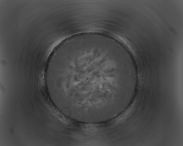 X0000090990875200708021520
