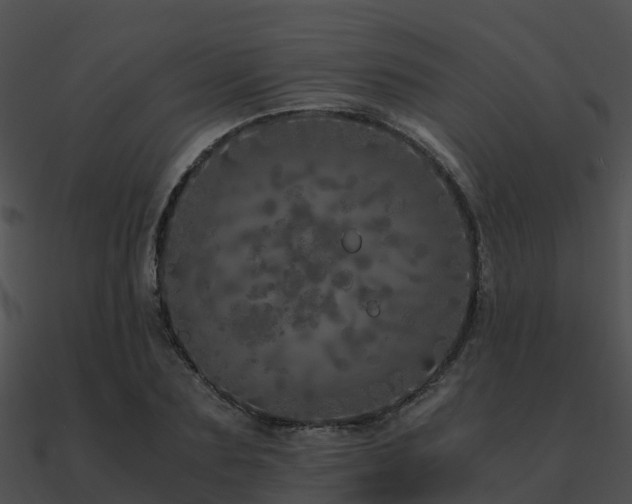 X0000090990883200708021519