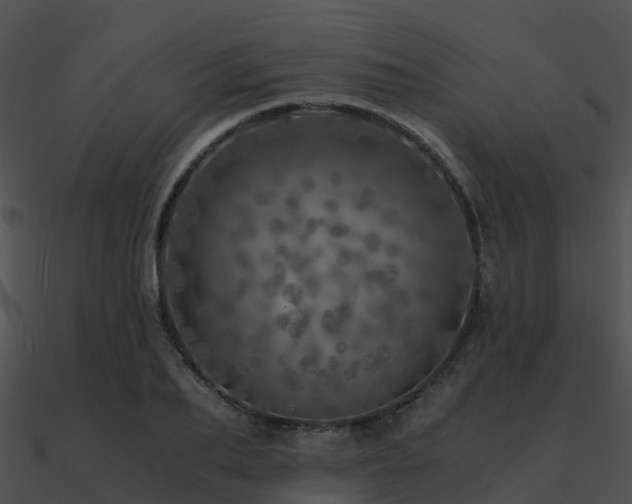 X0000090990887200708021519