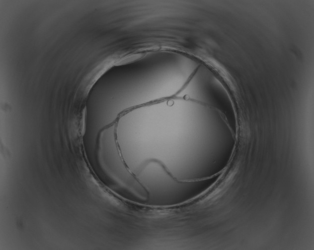 X0000090991385200708021513