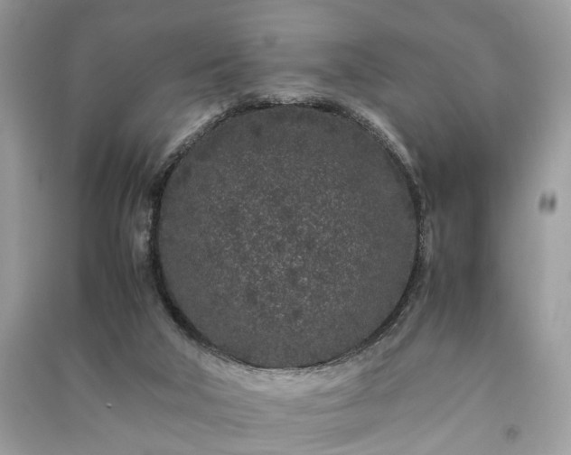 X0000090990018200708091528