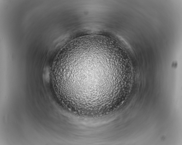 X0000090990026200708091528