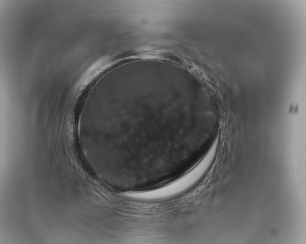 X0000090990295200708091524