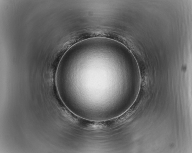 X0000090990466200708091522