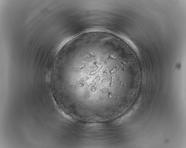 X0000090990953200708091516