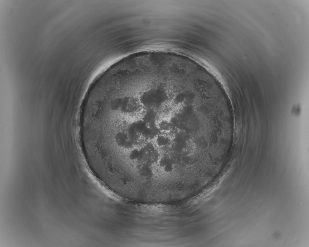 X0000090991045200708091515