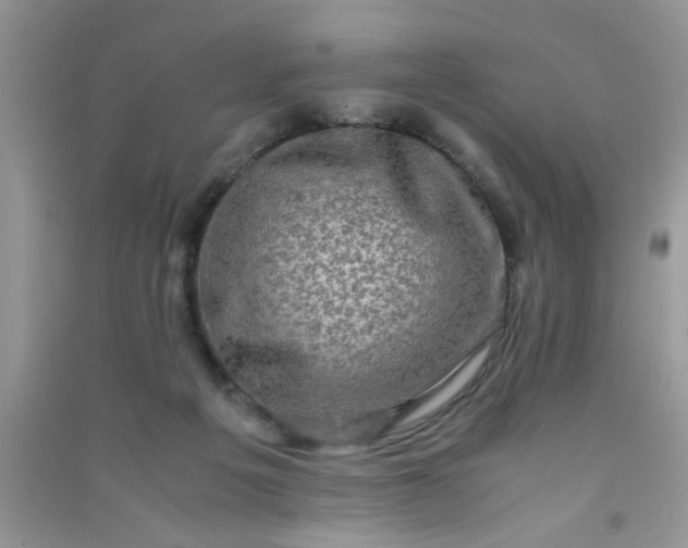 X0000090990217200708161924