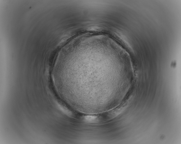 X0000090990265200708161923