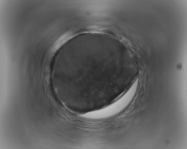 X0000090990295200708161922