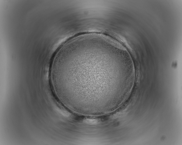 X0000090990299200708161922