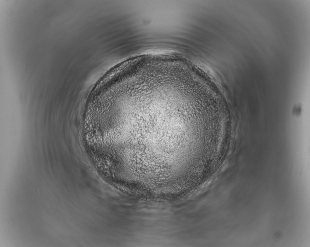 X0000090990337200708161921