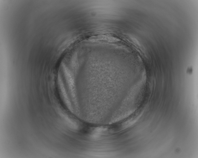 X0000090990366200708161922