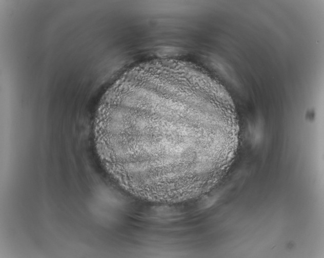 X0000090990367200708161922