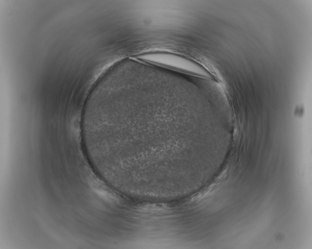 X0000090990386200708161921