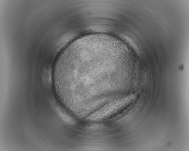 X0000090990398200708161921