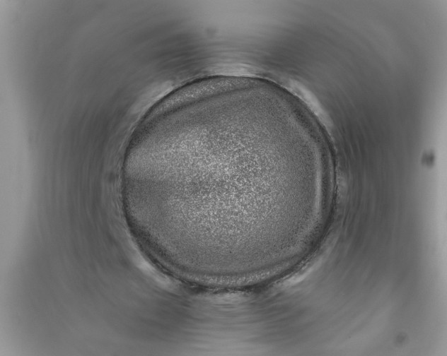 X0000090990433200708161920