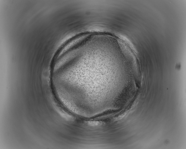 X0000090990439200708161920