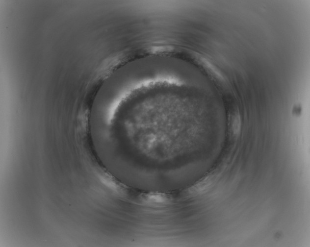 X0000090990475200708161921