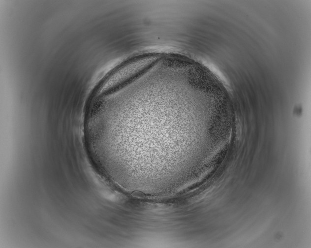 X0000090990486200708161920