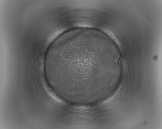 X0000090990533200708161919