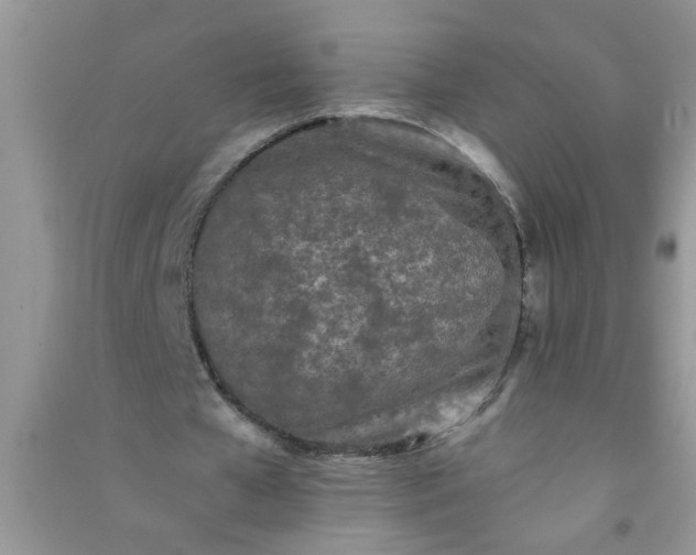 X0000090990577200708161919