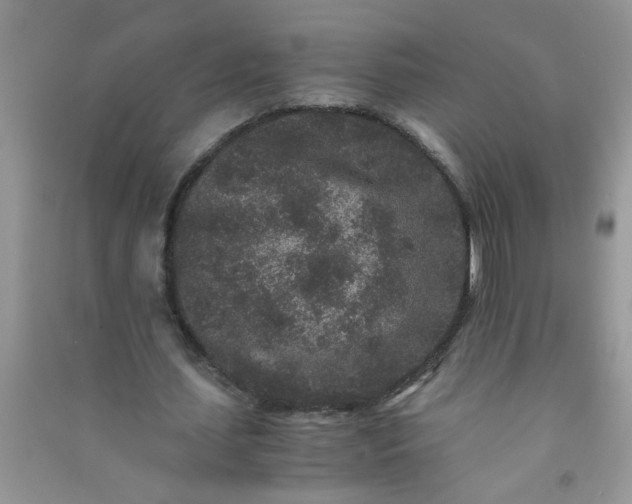 X0000090990627200708161918