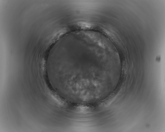 X0000090990650200708161918