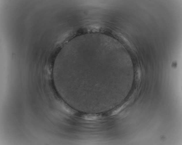 X0000090990661200708161918