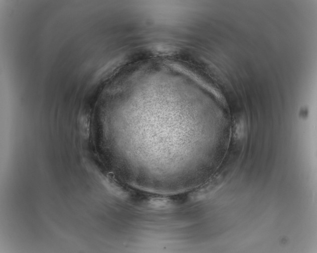 X0000090990666200708161918