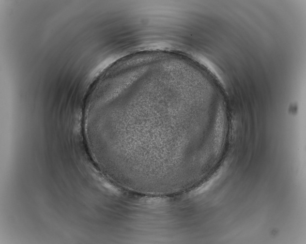 X0000090990778200708161916