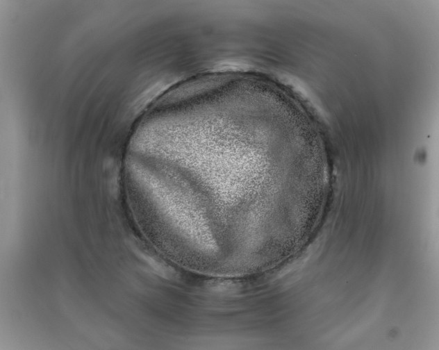 X0000090991217200708161910
