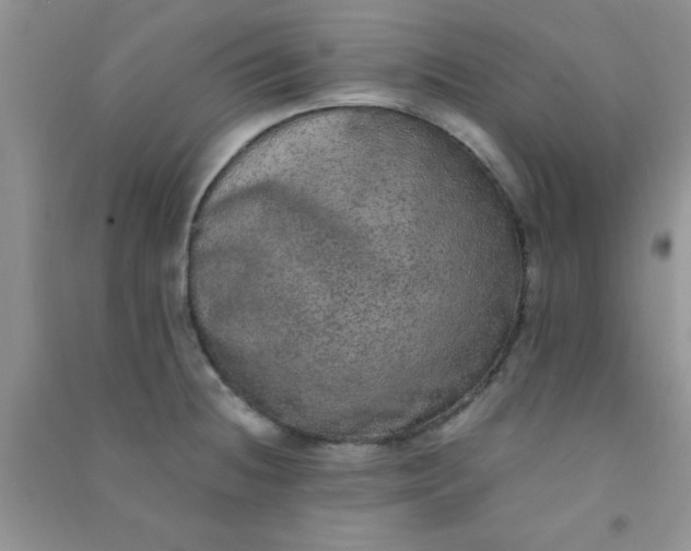 X0000090991236200708161910