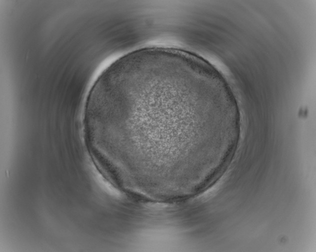 X0000090991248200708161910