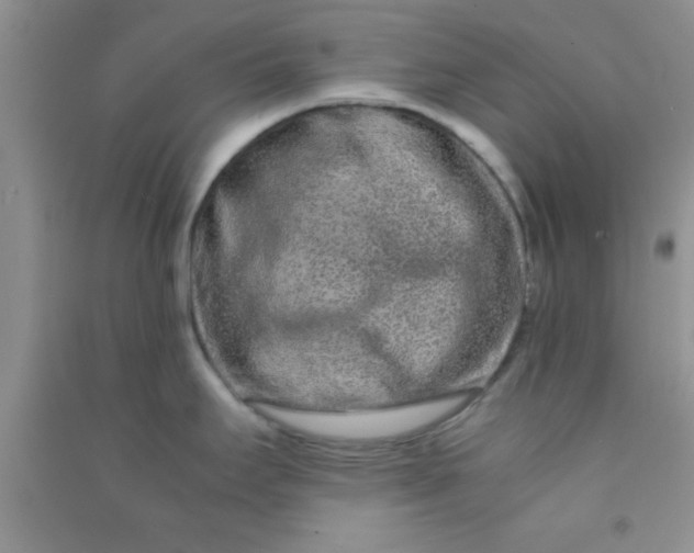 X0000090991295200708161909