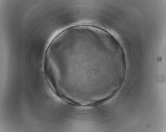 X0000090991296200708161909