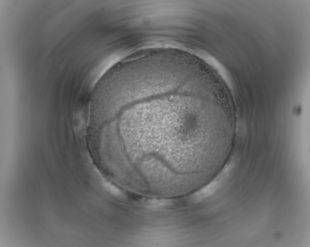 X0000090991385200708161908