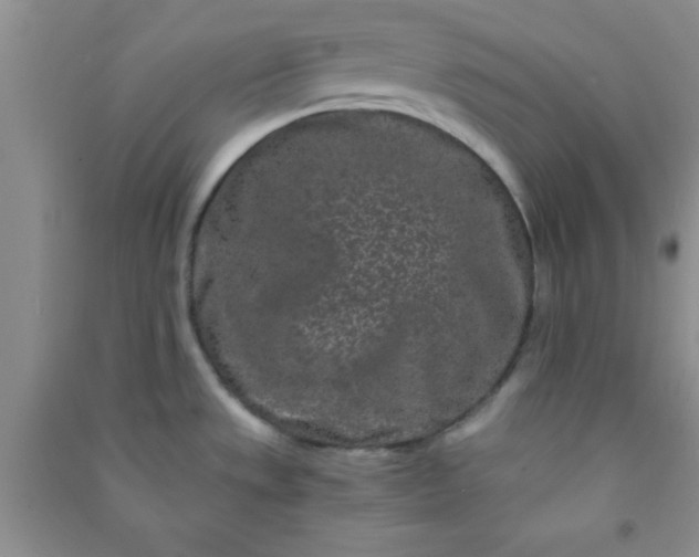 X0000090991533200708161907