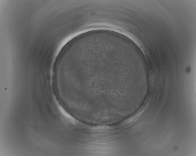 X0000090991535200708161907