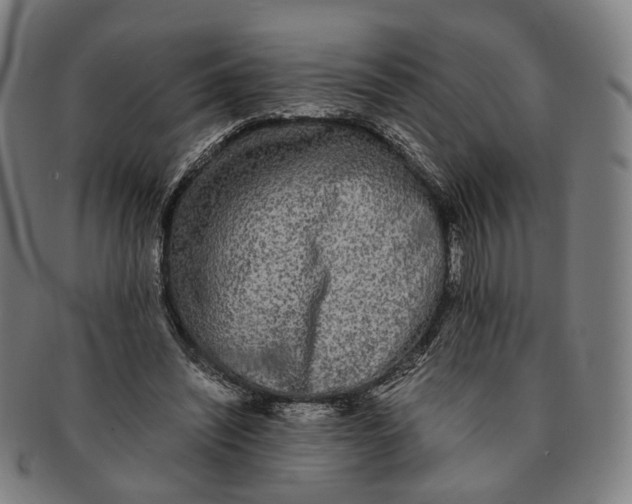 X0000090990444200708301316