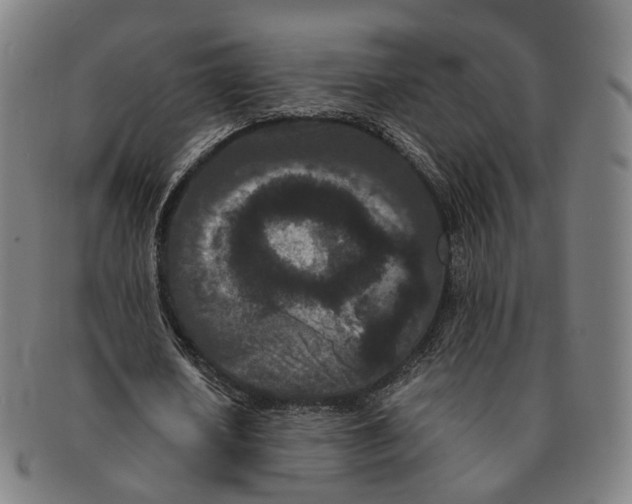 X0000090990626200708301313