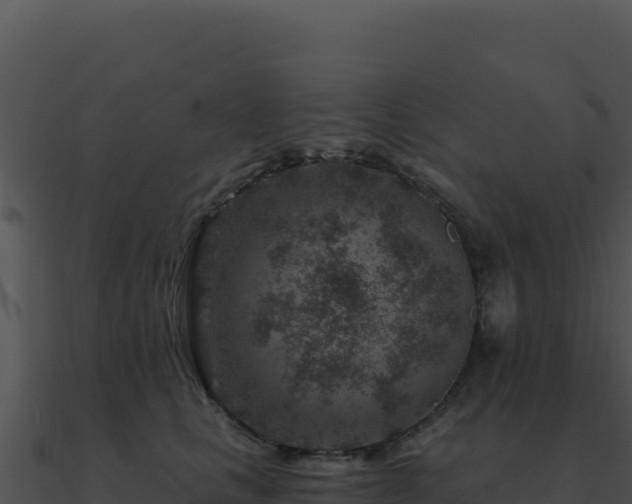 X0000091000661200708021601