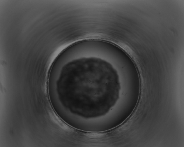 X0000091001296200708021552