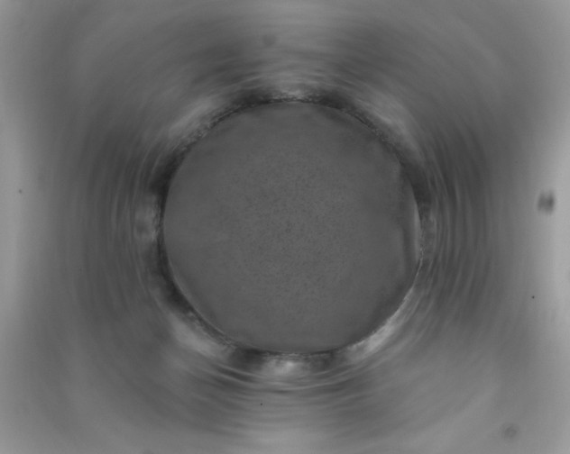 X0000091000174200708161945